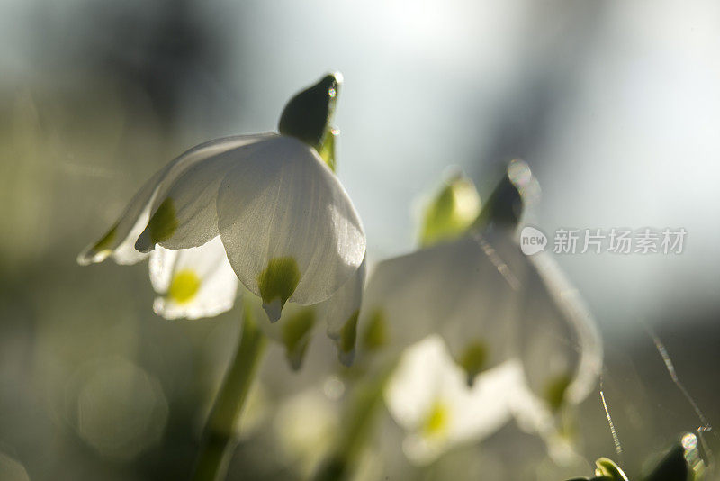 春天的雪花花(白花)在春天，闭合