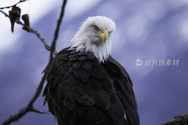 阿拉斯加海恩斯秃头鹰保护区