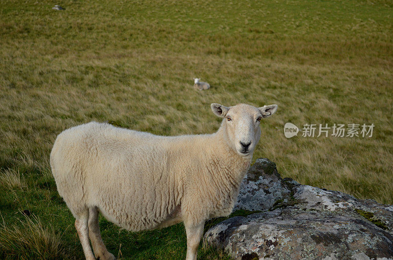 苏格兰奈斯特角的绵羊