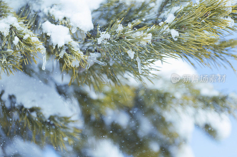 松树枝上的新雪