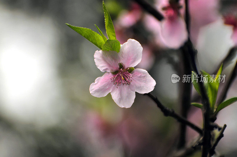 桃花的背景是春天