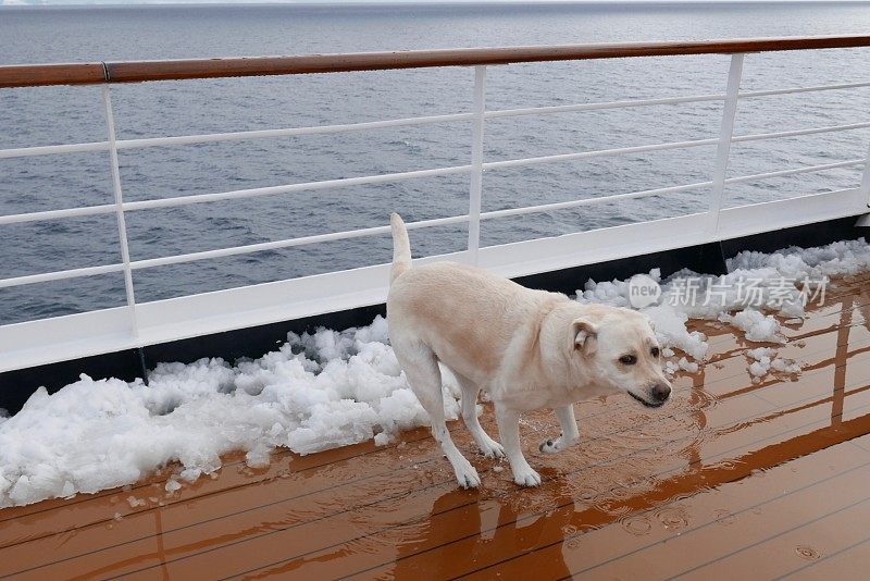 南极的拉布拉多寻回犬