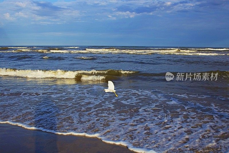 美国南卡罗来纳，黎明时分，苍鹭海鸟带着海浪在海滩上起飞