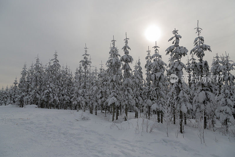 德国温特堡附近的雪树