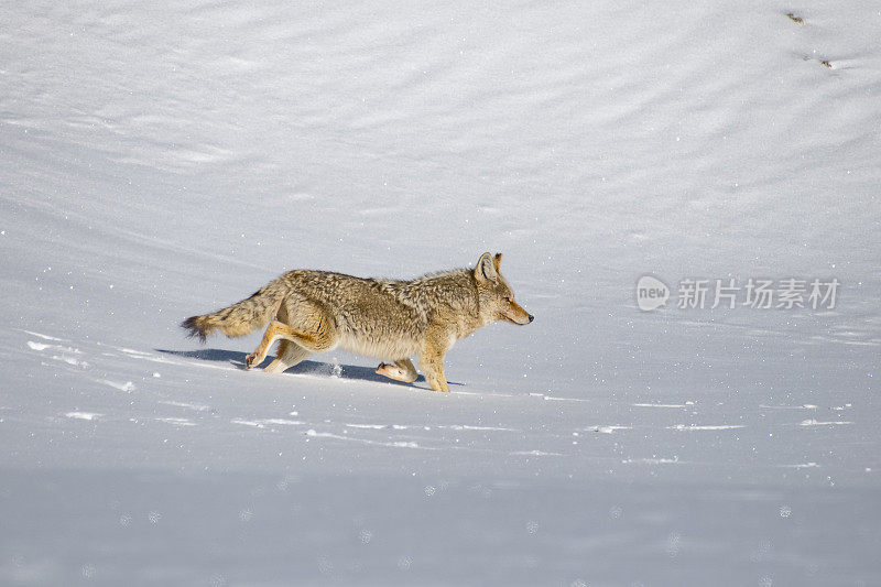 在黄石公园，一只土狼正在穿越三月深冬的积雪