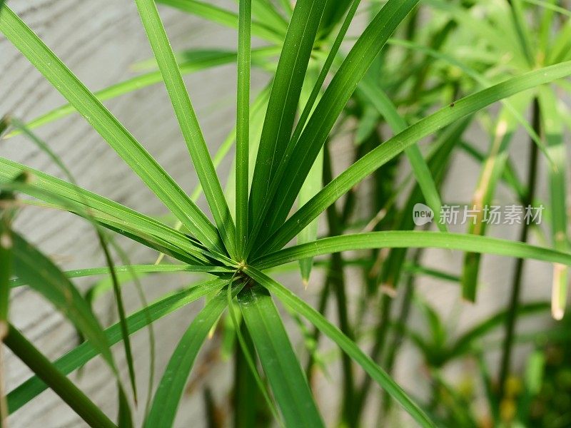 纸莎草属的绿色植物