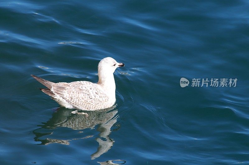 海鸥