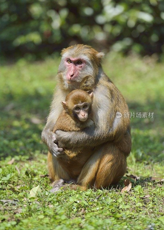 日常生活的野生猕猴雌猴和幼猴