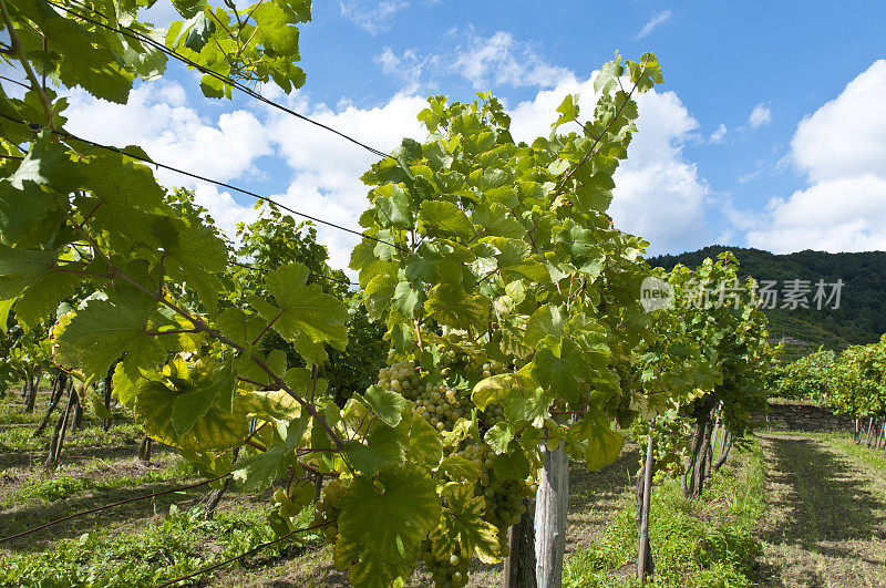 产于下奥地利著名的瓦乔(Weissenkirchen)产区的酿酒葡萄