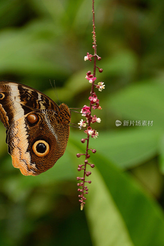 植物上的单只猫头鹰蝴蝶。