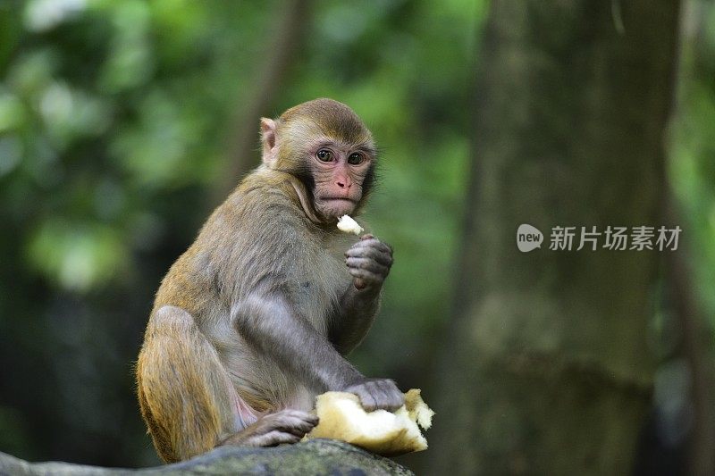 野生猕猴的日常生活是吃食物