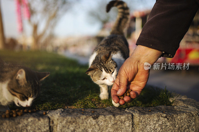 猫从老人手里吃食物