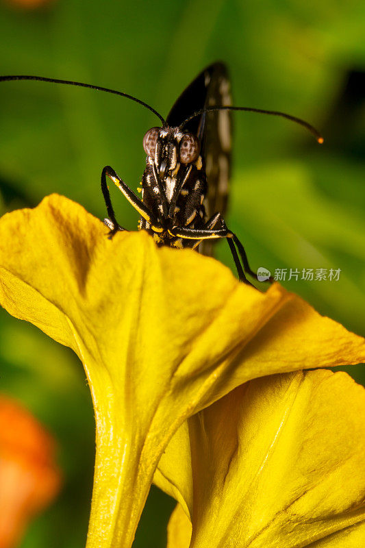 肖像拍摄的普通乌鸦蝴蝶euploea核坐在黄色的花与绿色的背景与眼睛在焦点