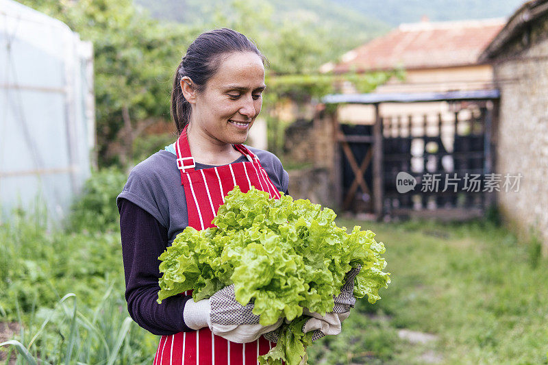 照顾花园中的植物。园艺、农业、春天。耕地，菜园。