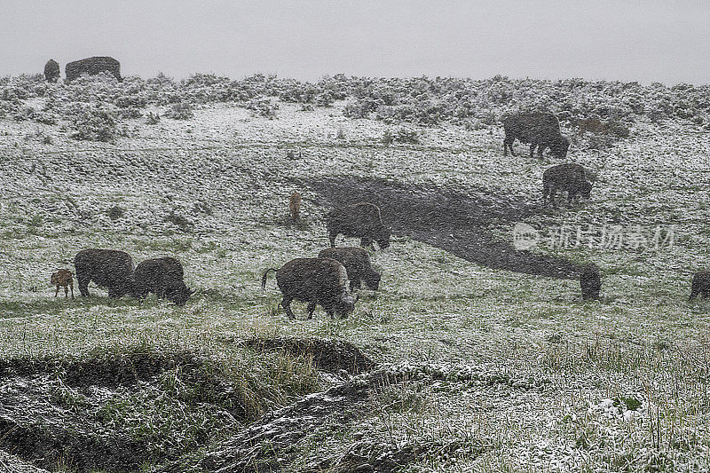 黄石公园6月暴风雪中的野牛和小牛