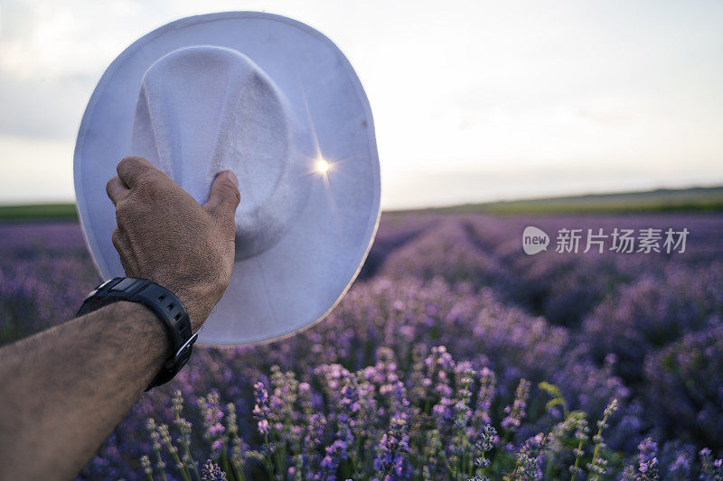 现代农民漫步在她的薰衣草田在夏天，小型企业和投资，农业职业。