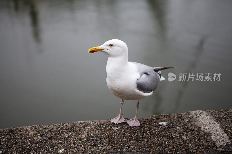 海鸥在港口的码头