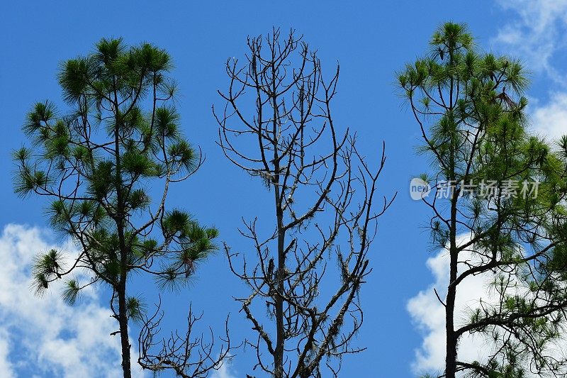 死松树顶依偎在两棵活松树之间