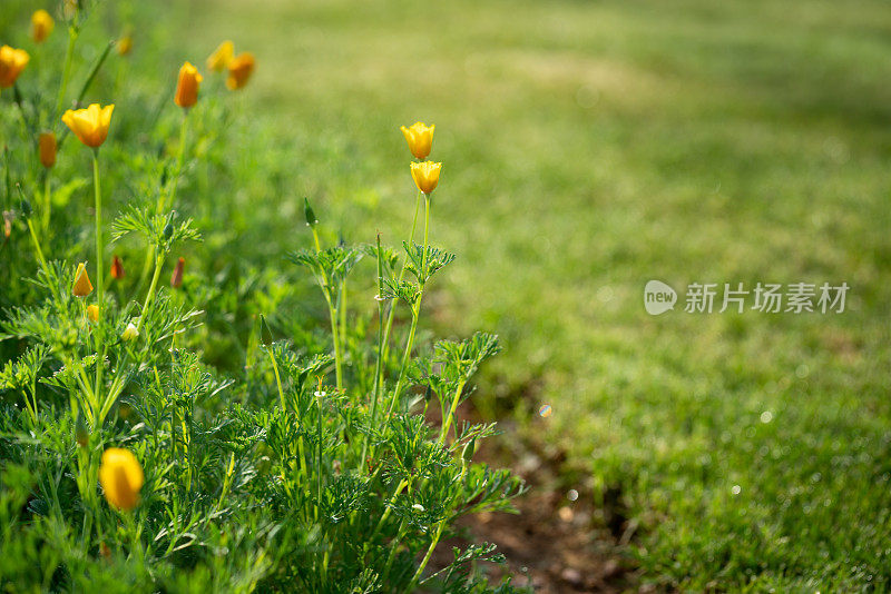 在春天的阳光下，紫荆花盛开