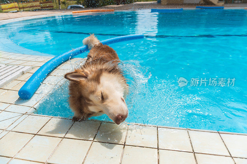 西伯利亚哈士奇摇水