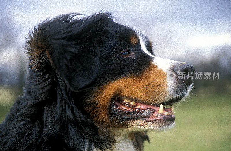 伯尔尼兹山犬