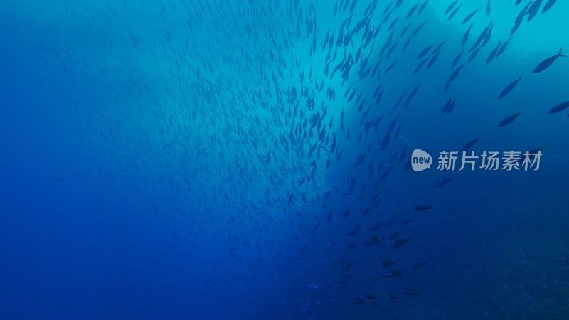 在日本海底山中游泳的燧发鱼