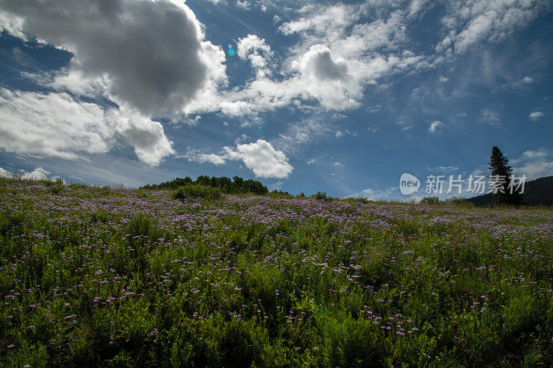 在科罗拉多州西南部，沿着4x4土路的白杨和野花