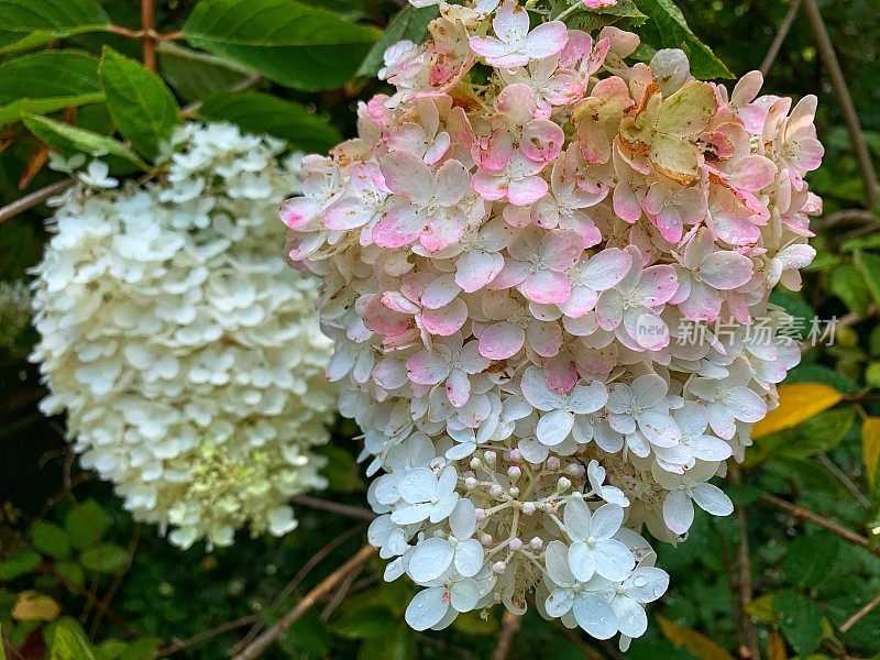 圆锥花序绣球花香