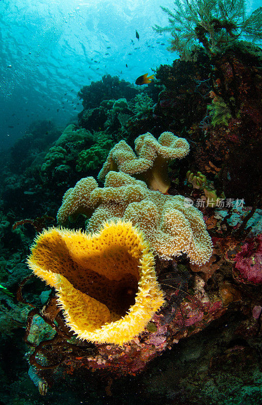 热带水族馆，热带水域海葵大近距离触须