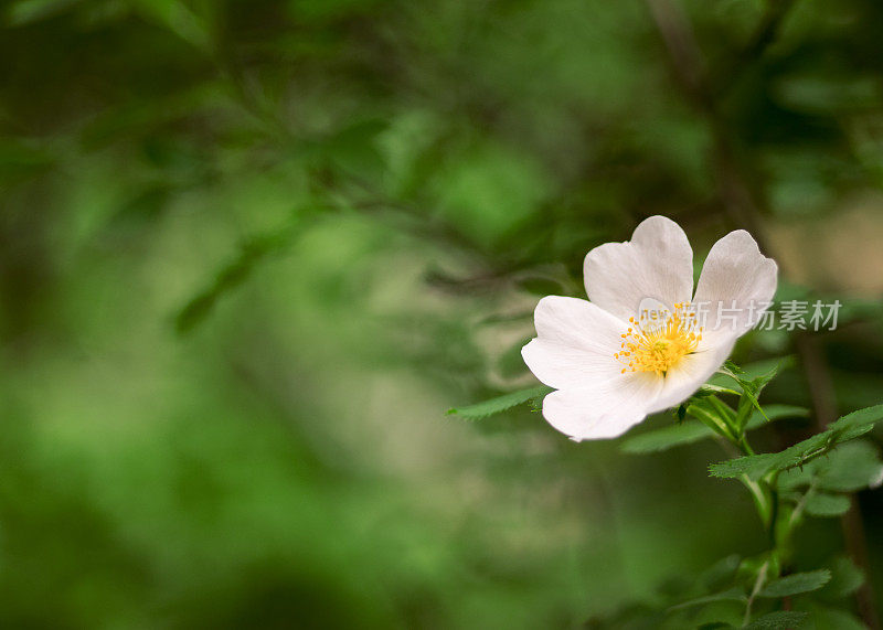 野玫瑰的白色花朵。