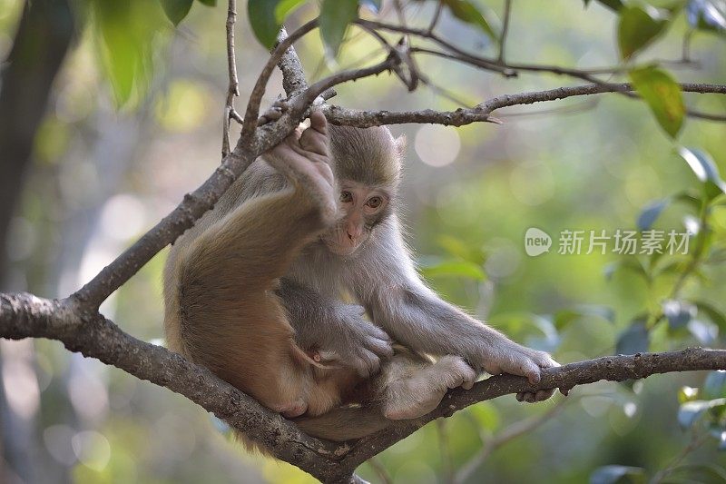 日常生活中的野生猕猴——一只坐在树枝上的猴子