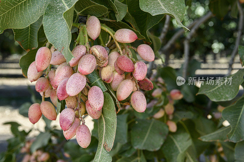 特写准备采摘开心果树上