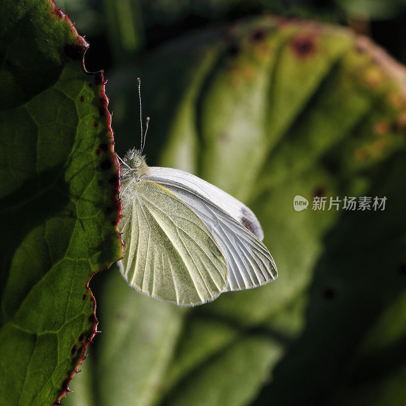 白菜白蝴蝶粉蝶正在休息