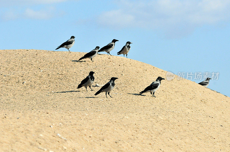 戴头巾的乌鸦站在伏尔加河尖嘴的沙洲上。
