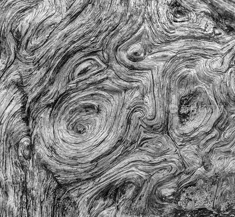 结构奇妙，饱经风霜的树根(瑞士石松)