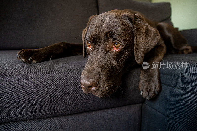 巧克力拉布拉多狗在沙发上冷却