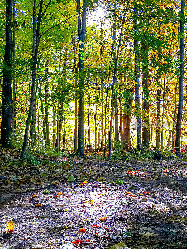 加拿大安大略省伍德布里奇博伊德保护公园的秋季糖枫树