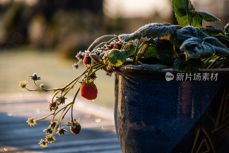 冷淡的草莓