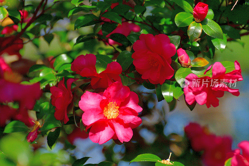 山茶花油茶花