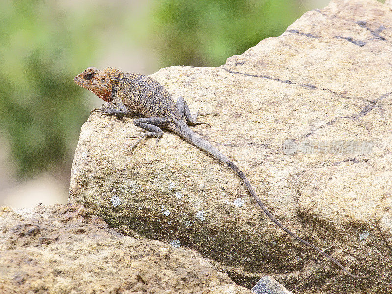 一只东方花园蜥蜴在岩石上晒太阳