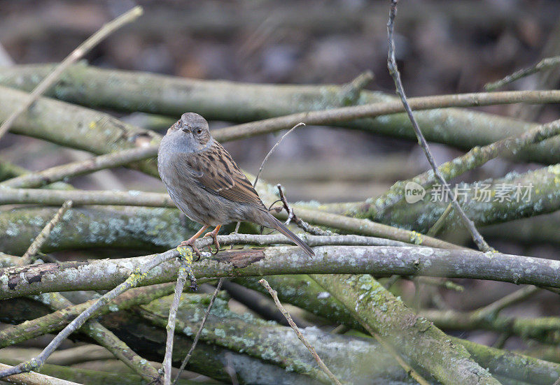 灌木丛中的Dunnock