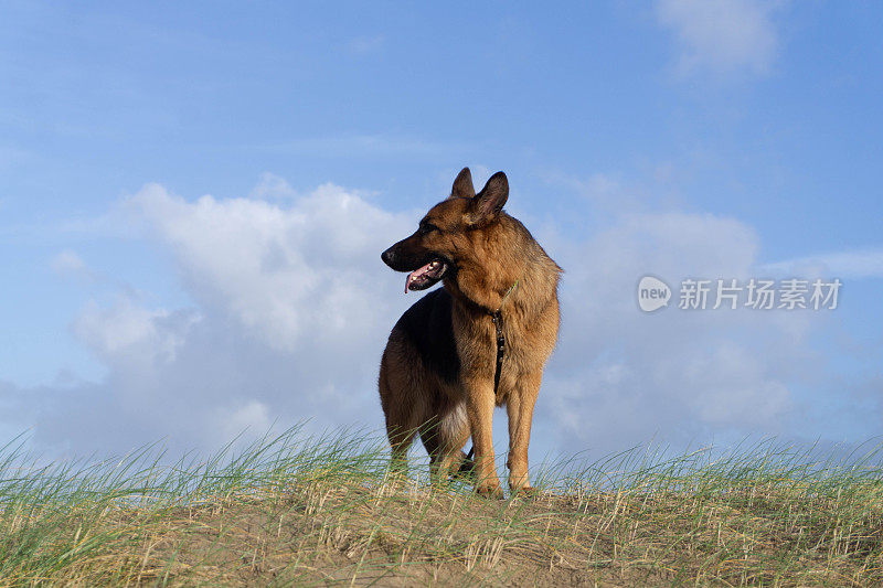 德国牧羊犬全身画像