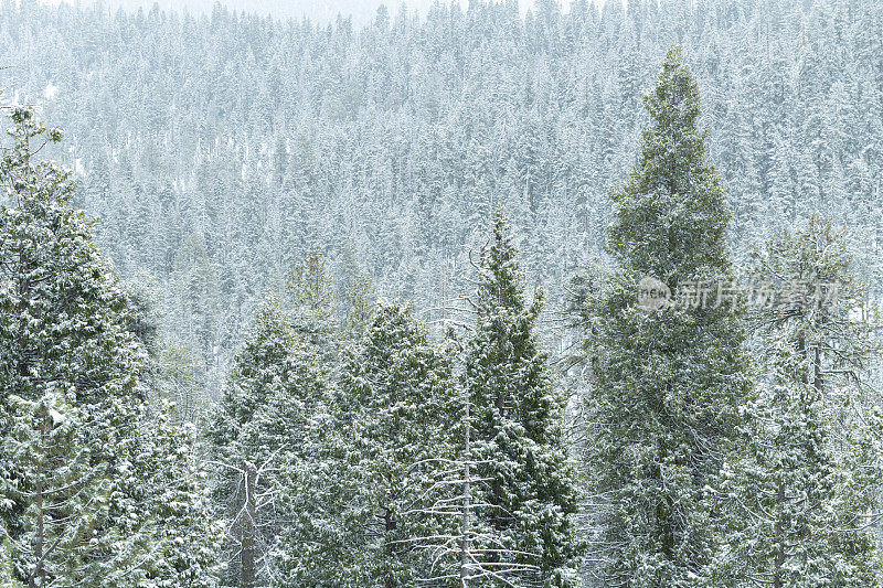 红杉国家公园迎来了新鲜的冬季降雪。