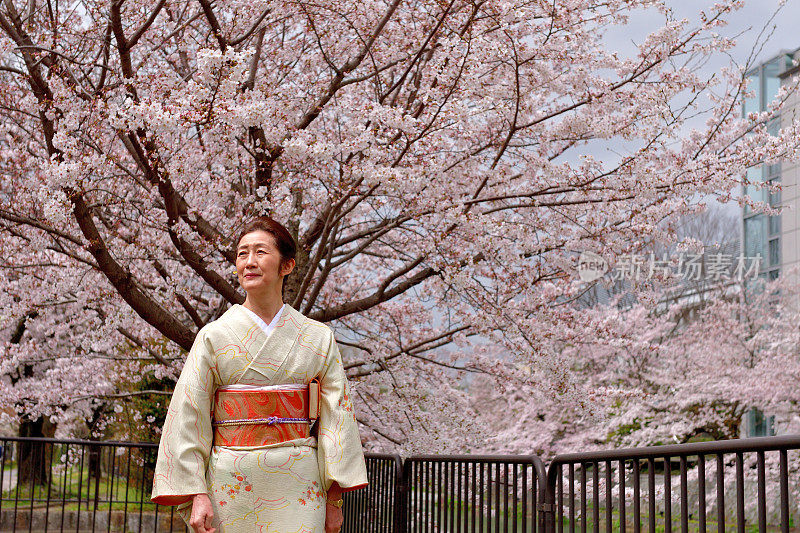 穿着和服的日本妇女在京都享受樱花盛开的季节