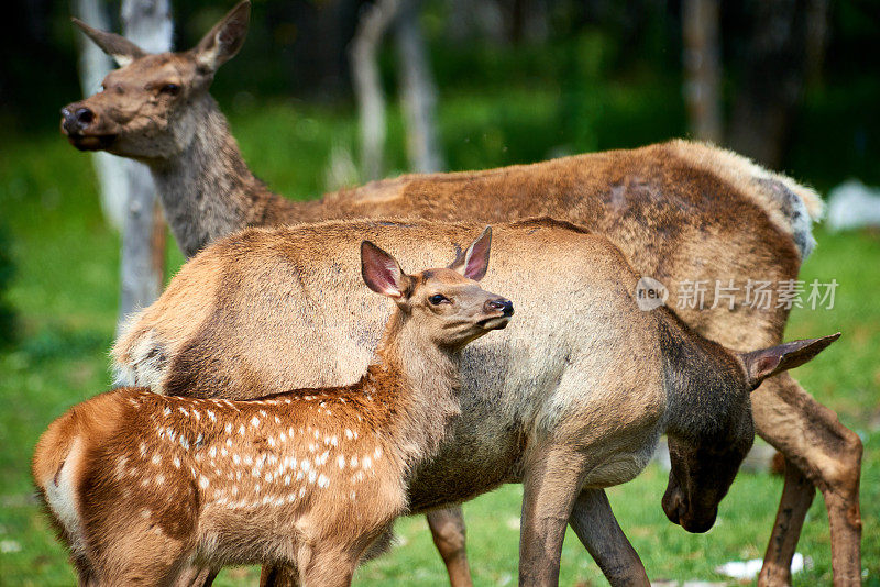 小鹿和一只母鹿站在一起。Katon-Karagay国家公园。哈萨克斯坦。