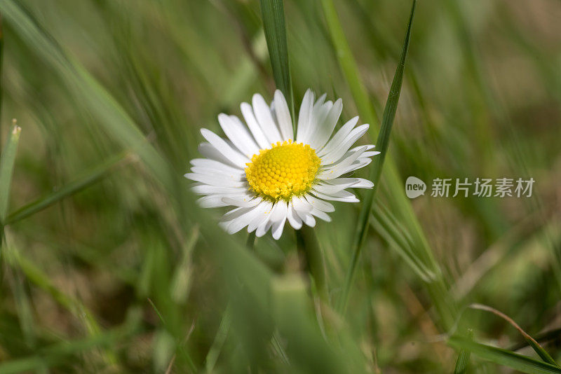 雏菊，开着花，周围是草