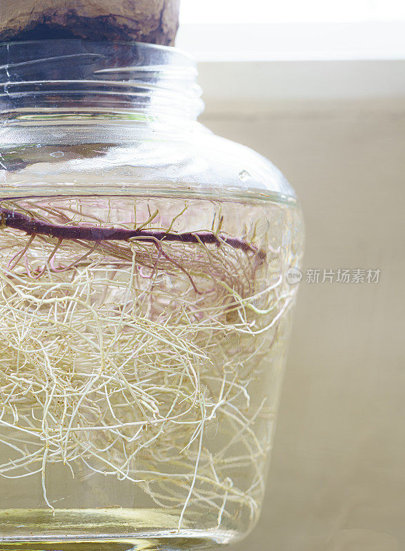 植物根特写镜头