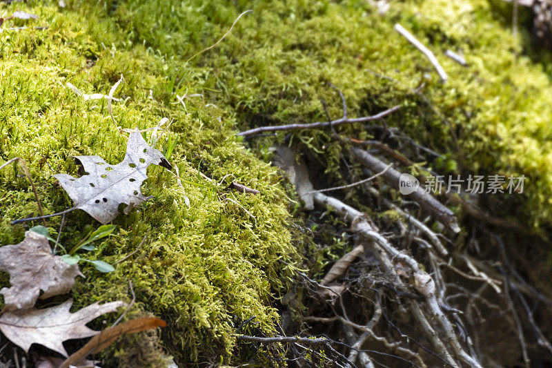 背景-自然-苔藓，叶子和根