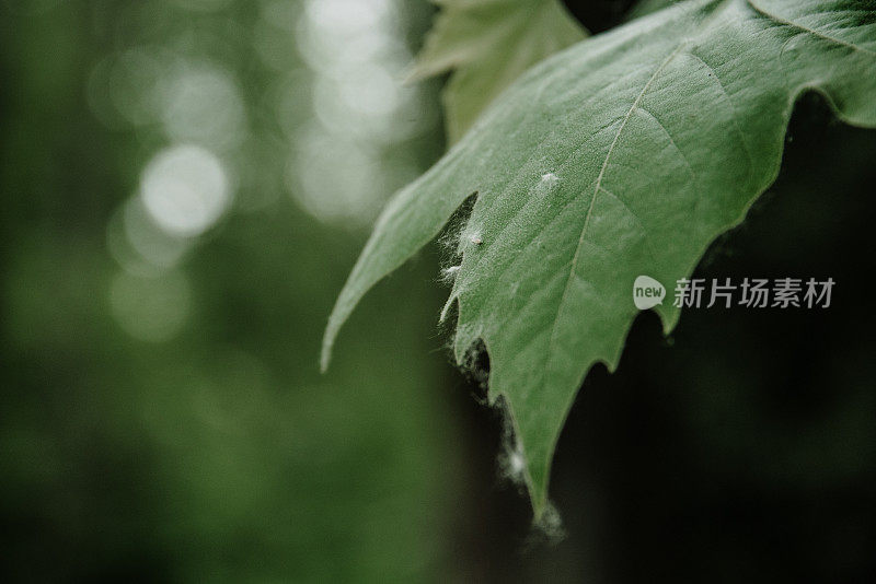 树叶上花粉的细节