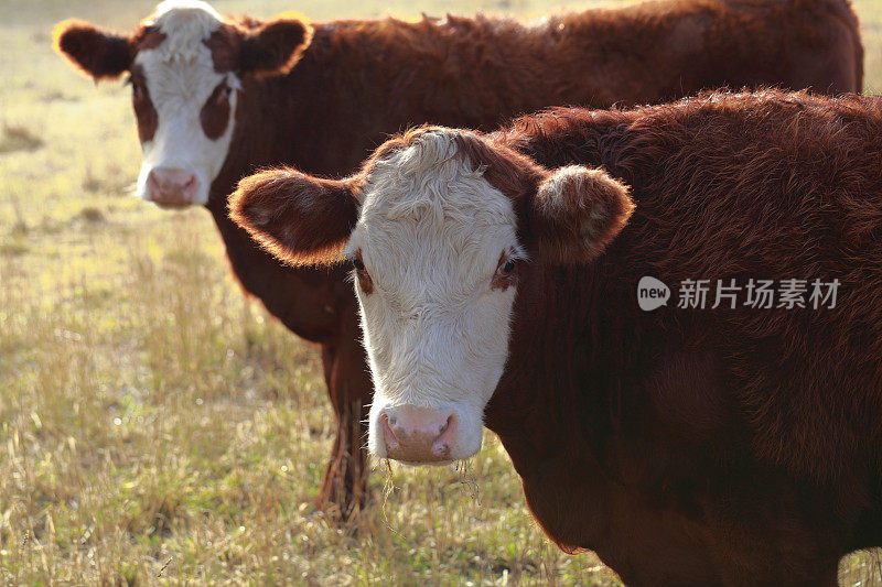 赫里福德小牛牛肉